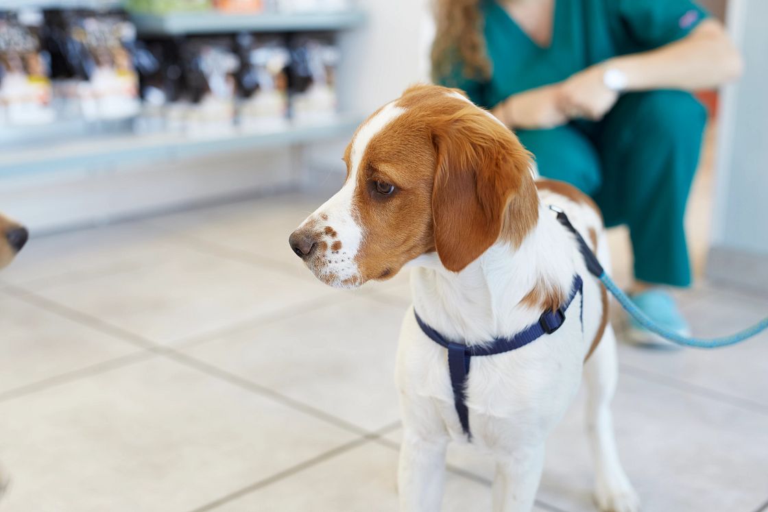 BỆNH GIUN TIM TRÊN CHÓ: KẺ THỦ ÁC TÀNG HÌNH